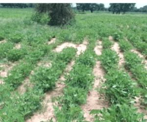 champ-darrachide-1-1080x900