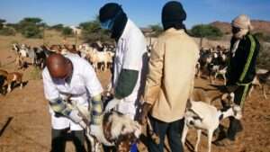 campagne-de-vaccination-ovins-caprins-