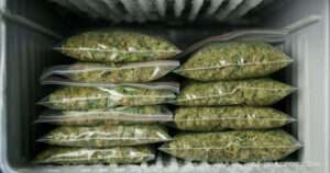 Fresh-Frozen-Weed-scaled